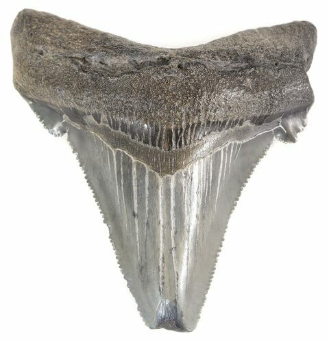 Serrated Angustidens Tooth - Megalodon Ancestor #44568